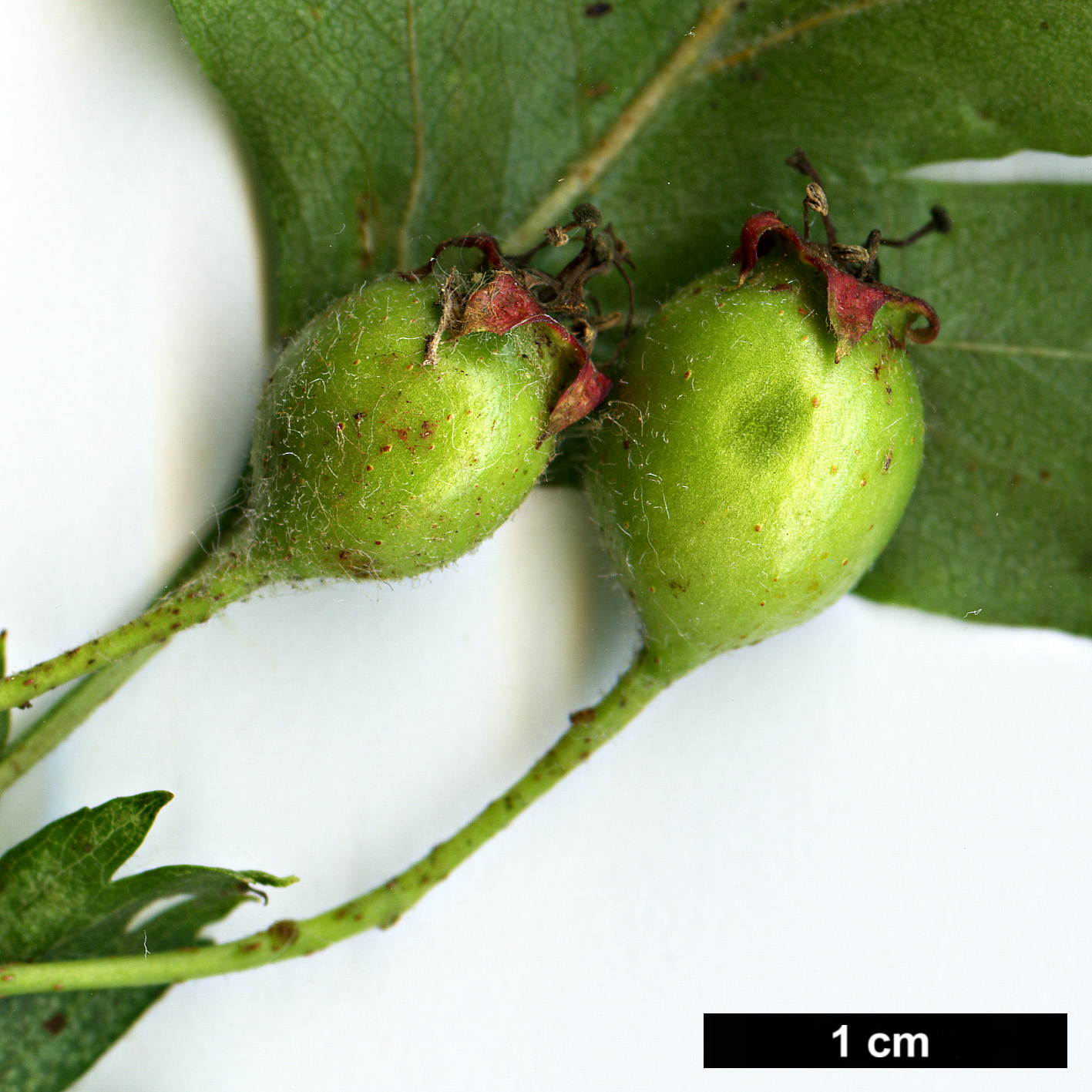 High resolution image: Family: Rosaceae - Genus: Crataegus - Taxon: ×dsungarica (C.altaica × C.songorica)